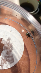 Pardosa