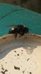Bombus
