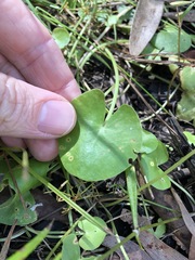 Nymphoides exiliflora