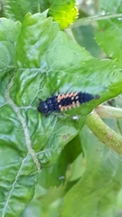 Harmonia axyridis