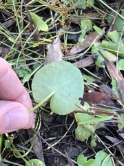 Nymphoides exiliflora