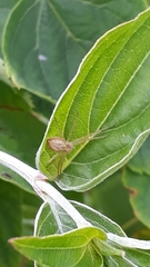 Philodromus