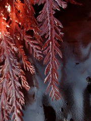 Neoptilota asplenioides