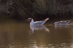 Chroicocephalus ridibundus