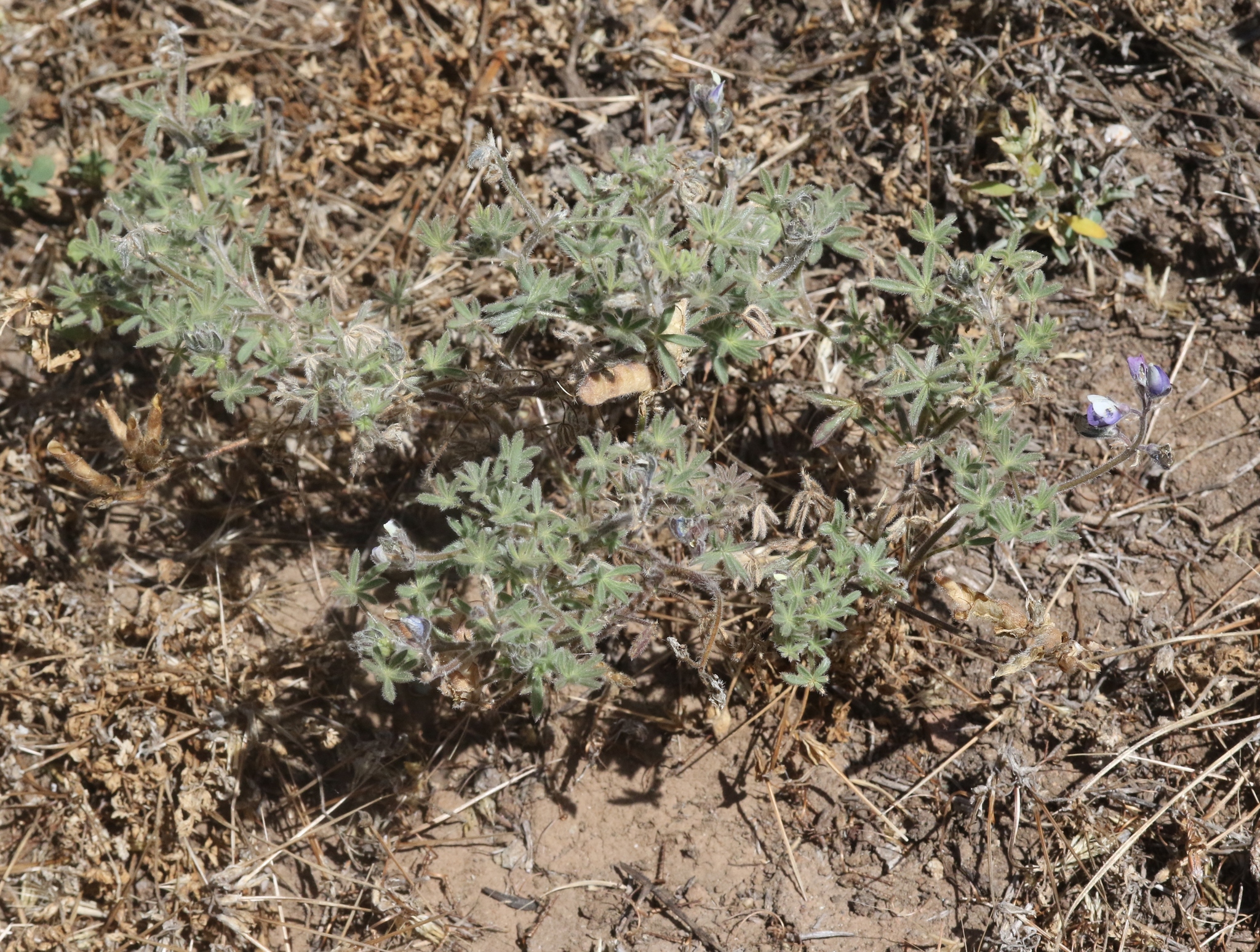 Lupinus bicolor ssp. umbellatus