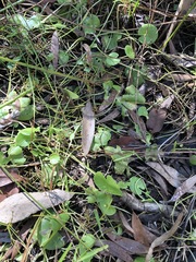 Nymphoides exiliflora