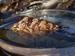 Hemilepidotus hemilepidotus