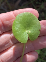 Nymphoides exiliflora