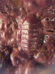 Tonicella venusta