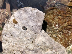 Steromphala umbilicalis