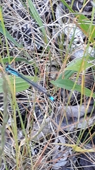 Ischnura elegans