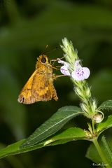 Oriens goloides