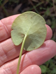 Nymphoides exiliflora