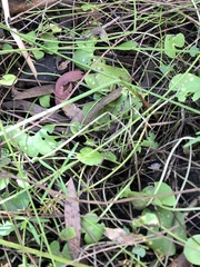 Nymphoides exiliflora