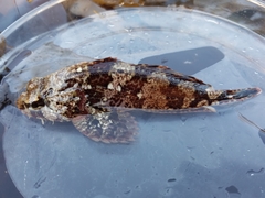 Hemilepidotus hemilepidotus