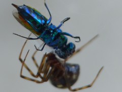 Chrysis terminata