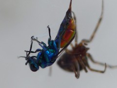 Chrysis terminata