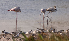 Phoenicopterus roseus