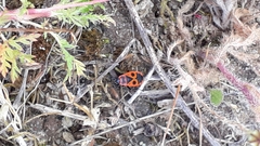 Pyrrhocoris apterus