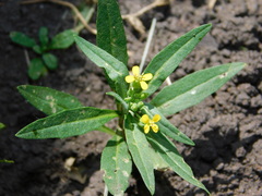 Erysimum cheiranthoides