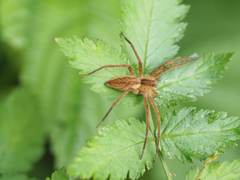 Dolomedes sulfureus