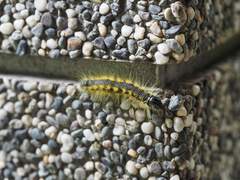 Phalera flavescens