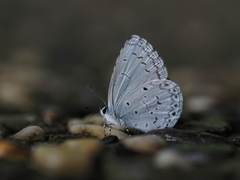 Celastrina lavendularis himilcon