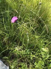 Cirsium tuberosum
