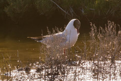 Chroicocephalus ridibundus