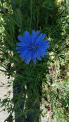 Cichorium intybus