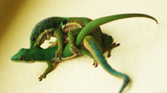 Phelsuma quadriocellata