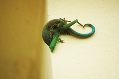 Phelsuma quadriocellata