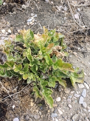 Crambe koktebelica
