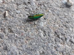 Lamprodila rutilans