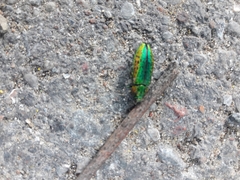 Lamprodila rutilans
