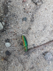 Lamprodila rutilans