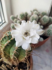 Gymnocalycium