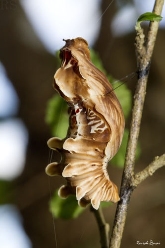 Common Rose Swallowtail photo 4