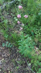 Lilium martagon pilosiusculum