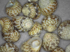 Collonista verruca