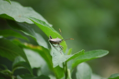 Anoplocnemis curvipes