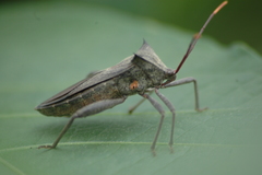 Anoplocnemis curvipes