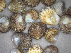 Collonista verruca