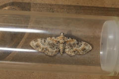 Eupithecia pulchellata