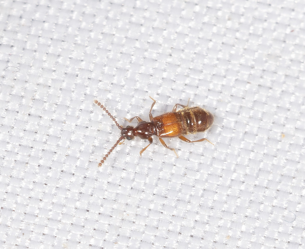 Sagola rugicornis