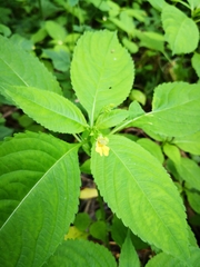Impatiens parviflora