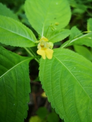 Impatiens parviflora