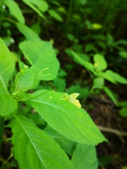 Impatiens parviflora
