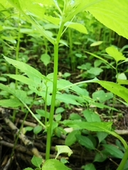 Impatiens parviflora