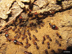 Macrotermes carbonarius